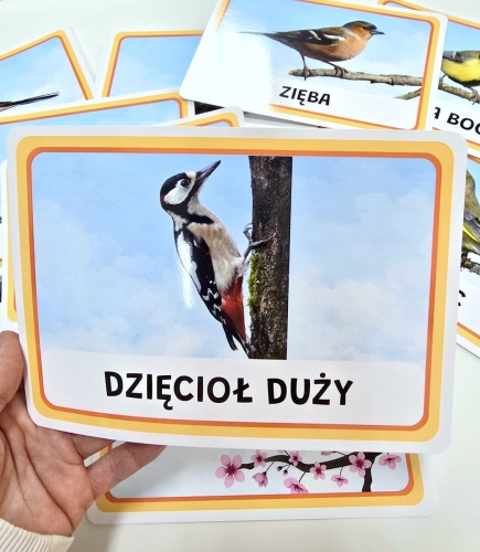 karty plansze Ptaki w Polsce