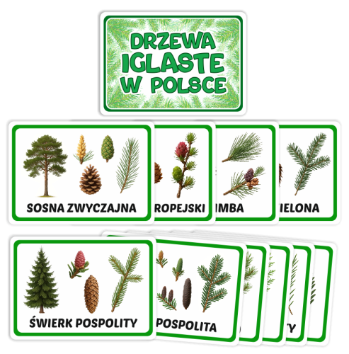 Karty - Drzewa Iglaste w Polsce (11 kart, format A5)